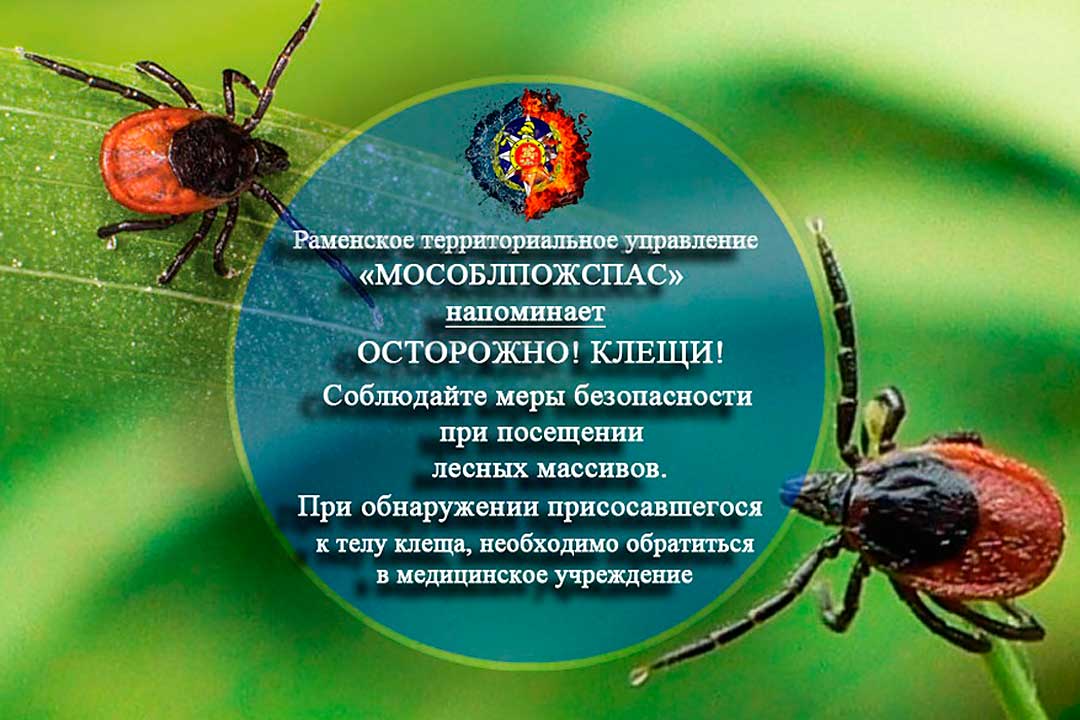 mites 03