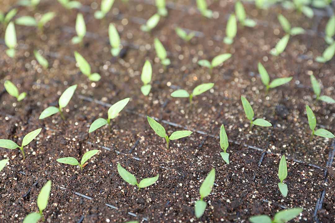 agrosoyuz za rodinu 10
