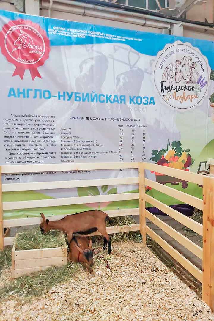 vystavka jivotnyh Zvezdy Podmoskovya 6