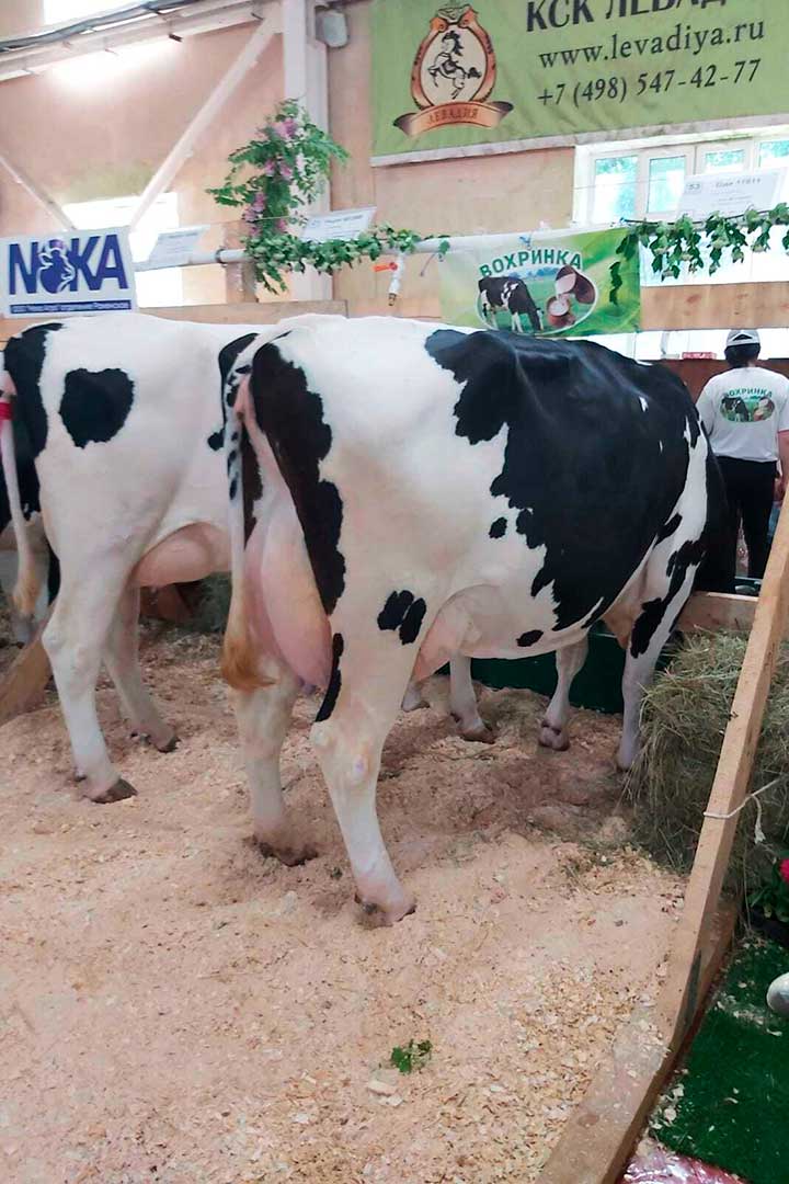 vystavka jivotnyh Zvezdy Podmoskovya 8