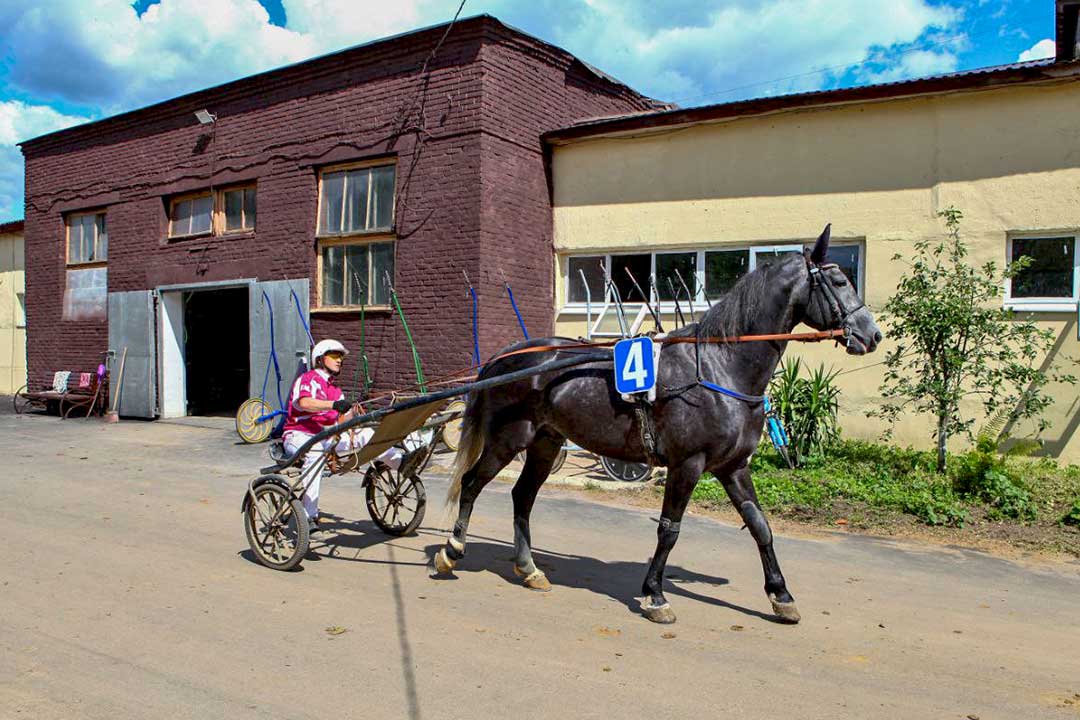 hanin ram ippodrom 1