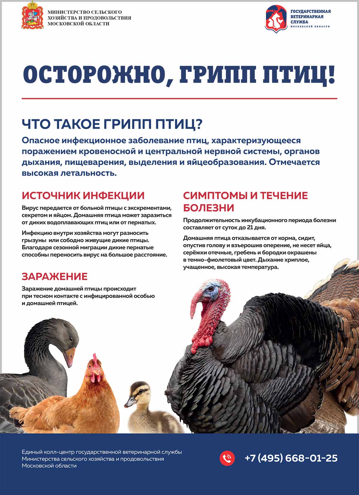 листовка грипп птиц 1