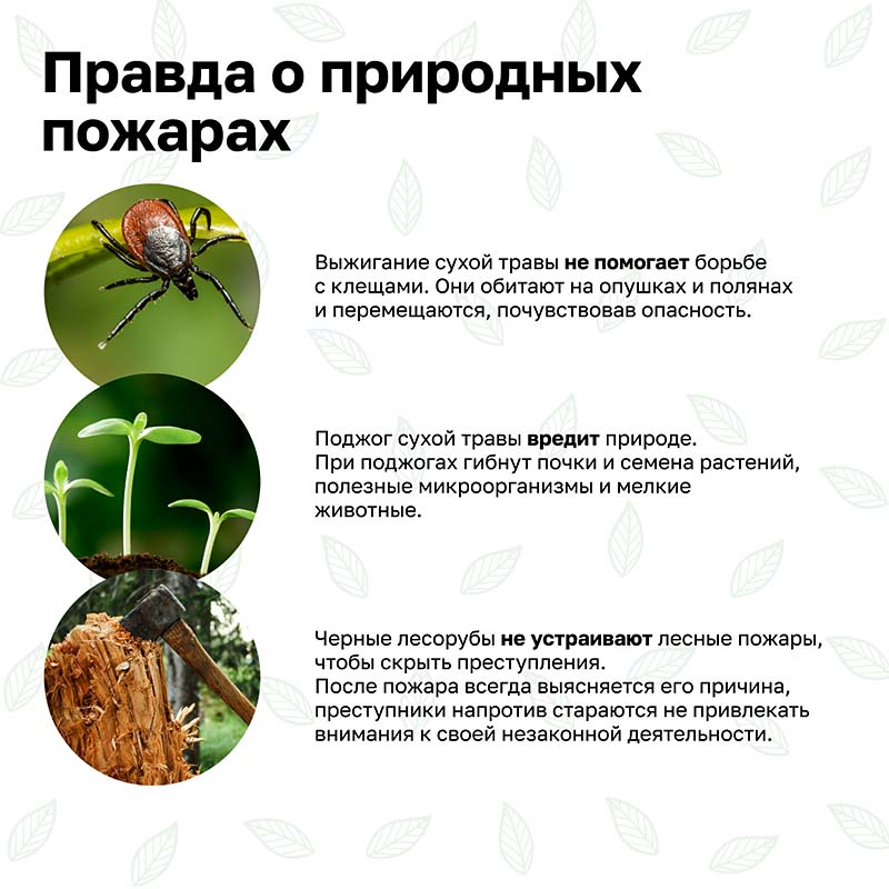prirodnie pozhari kartinki 5