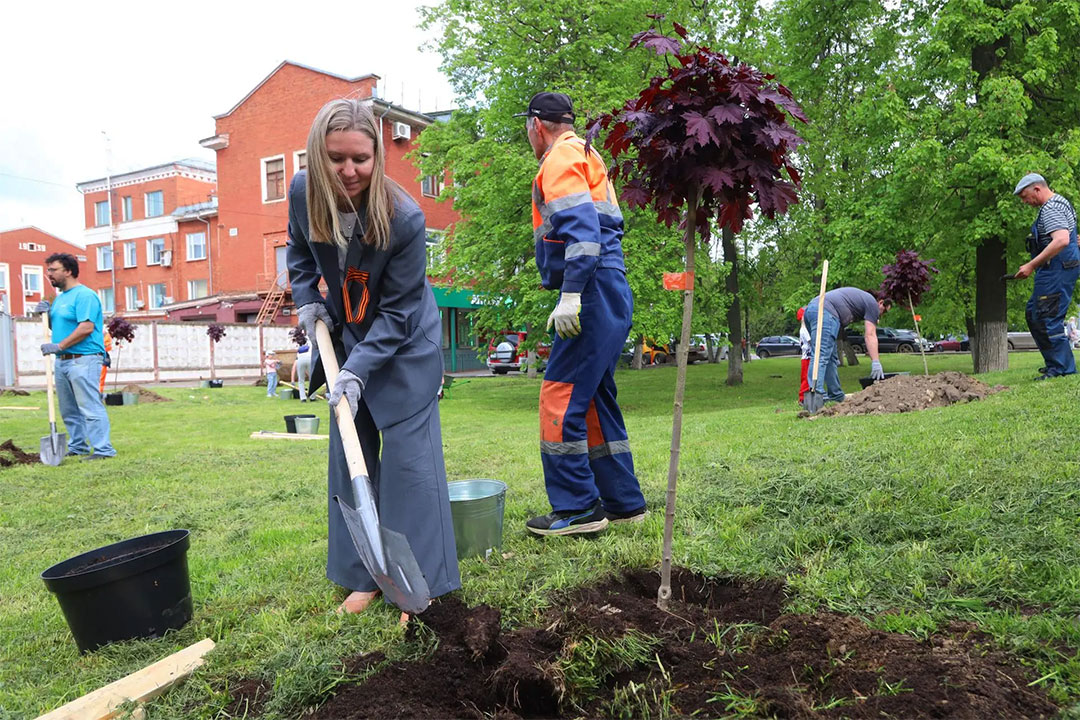 Dekoranivnie Kleni Posadka 1