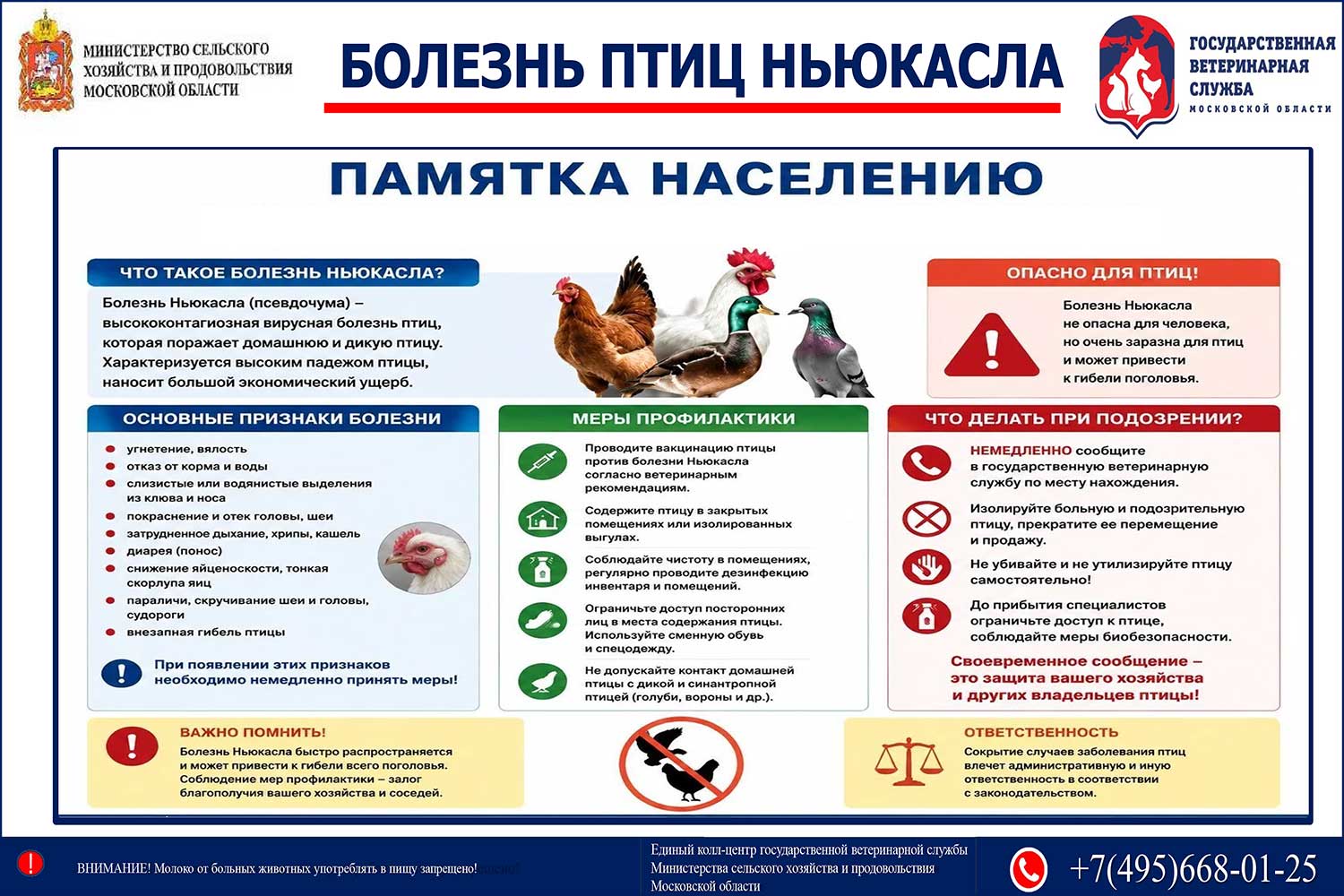 Болезнь Ньюкасла листовка